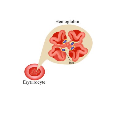 Hemoglobin kırmızı kan hücre içinde. Eritrosit. Hemoglobin. Infographics. Vektör çizim