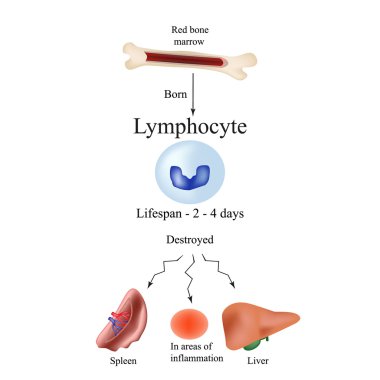 Limbo leukocytes in bone marrow. Dieback leukocytes in the spleen, liver and at sites of inflammation. The life of leukocyte. clipart