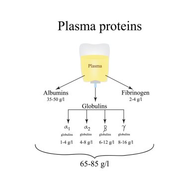 Plazma proteinleri. Albümin. Fibrinojen. Globulin. Infographics. Vektör çizim