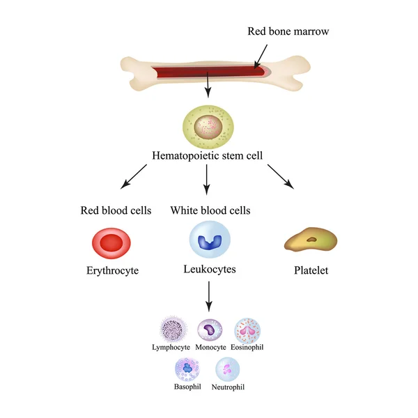 Limbo delle cellule del sangue nel midollo osseo. Infografica. Illustrazione vettoriale — Vettoriale Stock