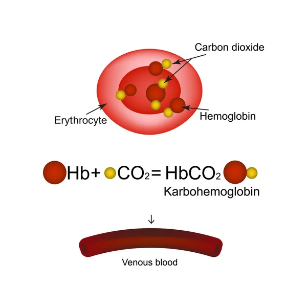 Karbogemoglobin. Hemoglobine draagt kooldioxide. Infographics. Vectorillustratie — Stockvector