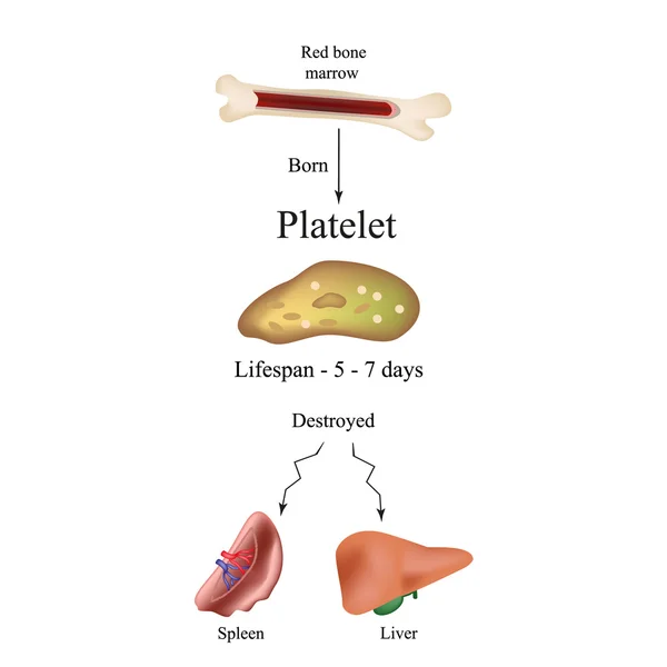 Plaquetas limbo en la médula ósea. Muerte de plaquetas en el bazo, el hígado. La vida de las plaquetas. Infografías . — Vector de stock