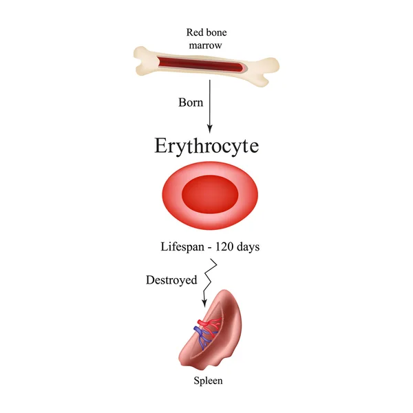 Κενό ερυθροκύτταρα του μυελού των οστών. Τον εκφυλισμό των ερυθρών αιμοσφαιρίων στο σπλήνα. Η ζωή του ένα κόκκινο κύτταρο αίματος. — Διανυσματικό Αρχείο