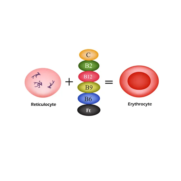 Le vitamine sono essenziali per lo sviluppo dei globuli rossi. Eritrocita. Illustrazione vettoriale — Vettoriale Stock