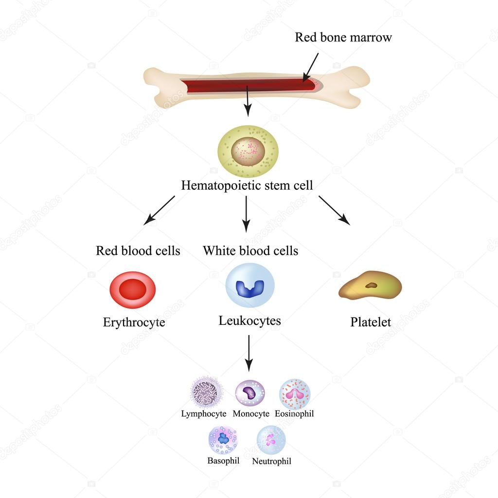 Limbo blood cells in bone marrow. Infographics. Vector illustration