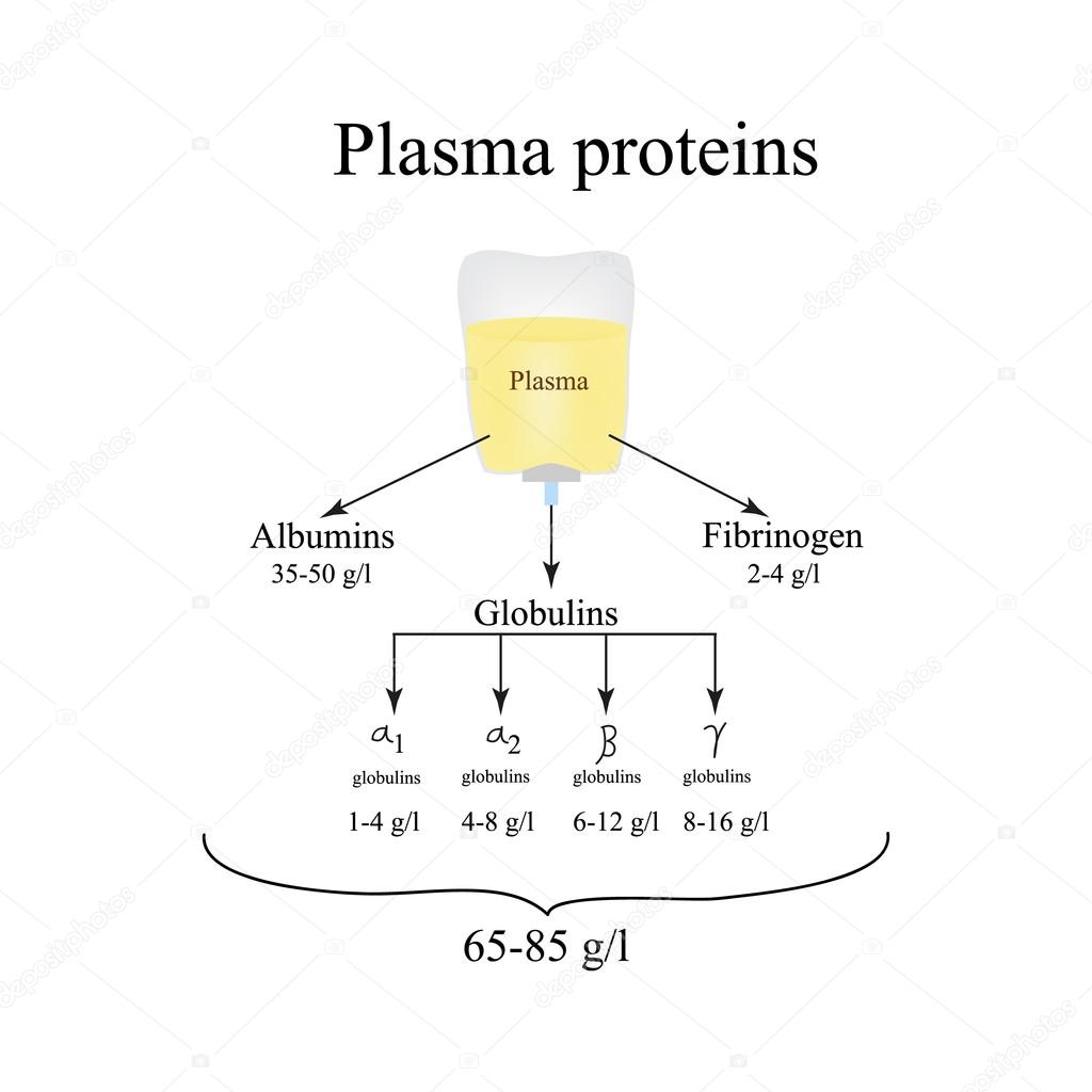 Plasma proteins. Albumin. Fibrinogen. Globulin. Infographics. Vector illustration
