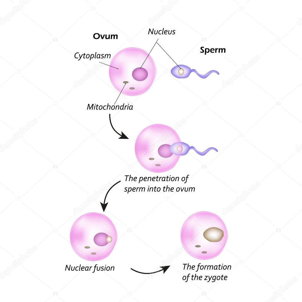 The structure of the ovum. The introduction of sperm into the ovum. Nuclear fusion. The formation of the zygote.
