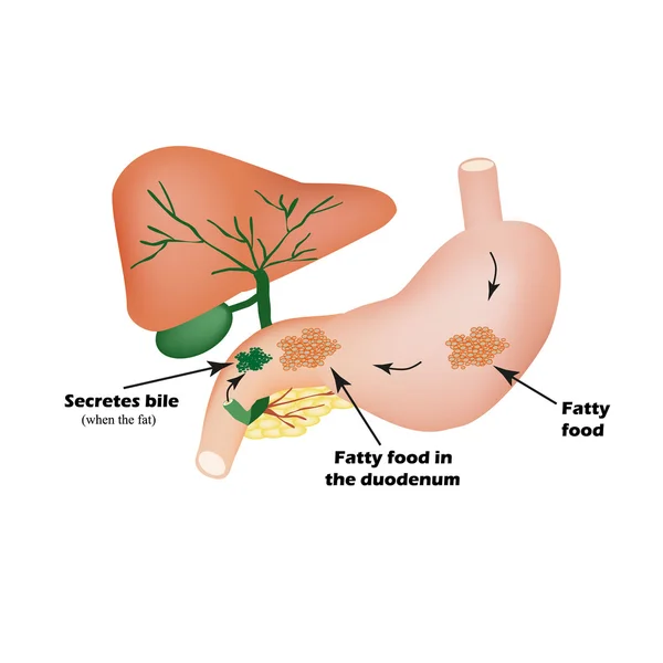 消化器官。消化的装置。胆汁对脂肪类食物的消化。图表. — 图库矢量图片