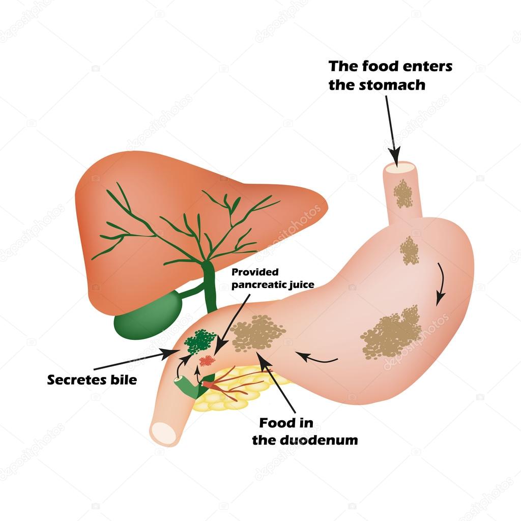 Digestive organs. Digestive apparatus. Bile to digest food. Isolation of pancreatic juice for pirevarivaniya food. I