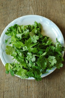 taze yeşil kişniş