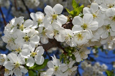Çiçekli kiraz dalları mavi bahar gökyüzüne taze kokularını sallıyor.