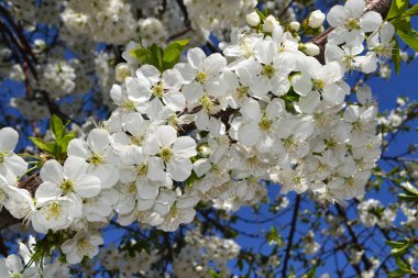 Çiçekli kiraz dalları mavi bahar gökyüzüne taze kokularını sallıyor.
