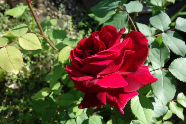 Baharda, bahçeler şakayık kokuları ve renkleriyle doluyken