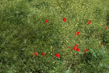 Baharda, bahçeler şakayık kokuları ve renkleriyle doluyken