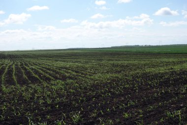 Baharda, bahçeler şakayık kokuları ve renkleriyle doluyken