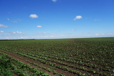 Büyümenin erken safhalarında Romanya Ovasında ayçiçeği ekinleri