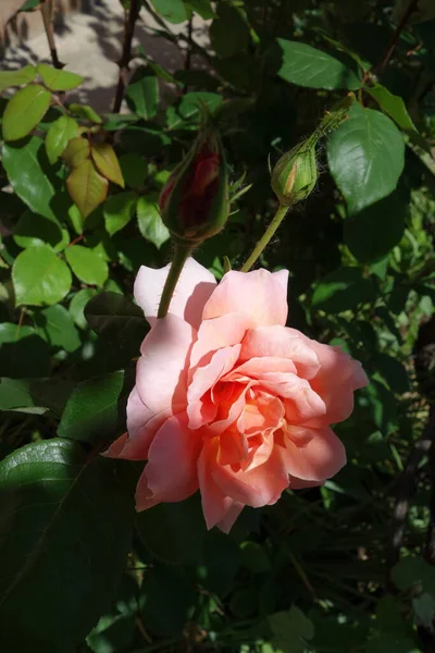 五月的春天 花园里充满了牡丹的芬芳和芬芳 — 图库照片