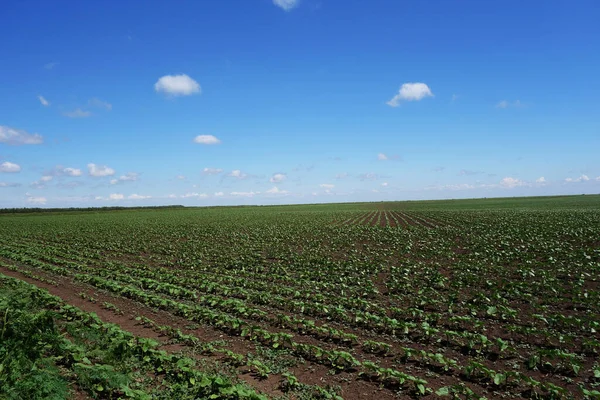Büyümenin erken safhalarında Romanya Ovasında ayçiçeği ekinleri