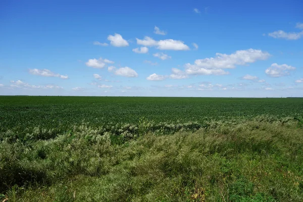 Imponerande Vetefält Den Rumänska Slätten Kommer Att Rika Skördar Några — Stockfoto