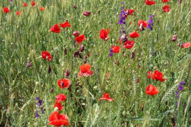              Yazın başında buğday tarlaları ve haşhaş ırmakları ile doğal resim Haziran ayının çiçekleridir. Vahşi çiçekler, uzun ömürlü bitkiler ve çok verimli gelincikler doğayı canlandıran kan damlalarıdır..                  