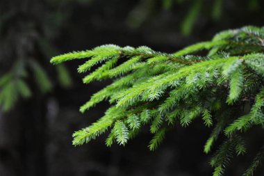 Doğu Karpatların Ciuca Dağları 'nda yaz yaprakları. Turistler çay için taze köknar tomurcukları toplarlar. 