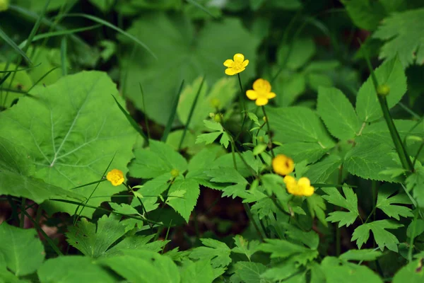 Fem Tår Potentilla Reptans Medicinsk Växt Som Växer Vilt Mark — Stockfoto