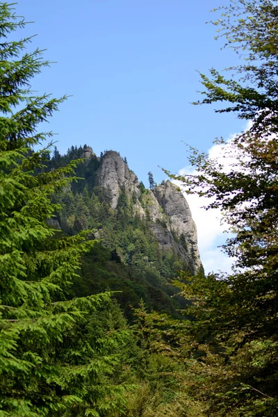 平均的な高さを持つ東カルパチア山脈からチウカ山脈 1954メートルまで アクセス可能な渓谷 岩の多い風景 澄んだ水の流れ 広い台地 ここではシウカ山脈の観光ルートの景色 — ストック写真