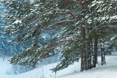 Kozalaklı Sibirya Ormanı Kış Karı Soğuk doğa