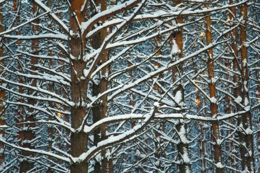 Kozalaklı Sibirya Ormanı. Kış kar, doğa soğuk. doku