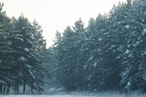 Bosque Coníferas Siberia Invierno Nieve Naturaleza Frío — Foto de Stock