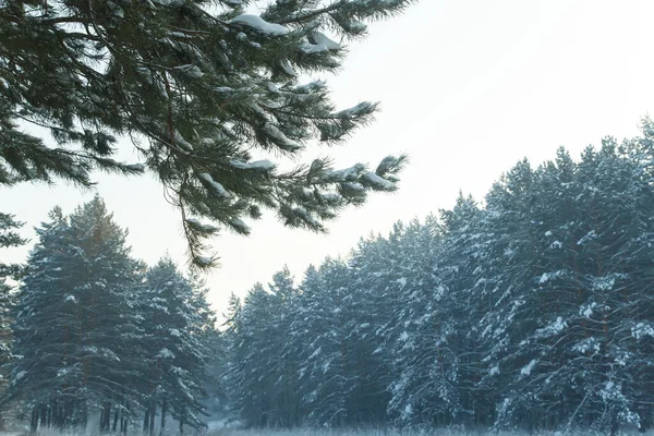 Bosque Coníferas Siberia Invierno Nieve Naturaleza Frío — Foto de Stock