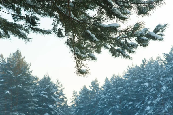 Bosque Coníferas Siberia Invierno Nieve Naturaleza Frío — Foto de Stock