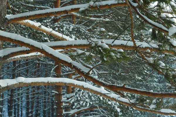 Bosque Coníferas Siberia Invierno Nieve Naturaleza Frío — Foto de Stock
