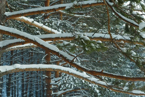 Forêt Conifères Sibérie Hiver Neige Nature Froid — Photo