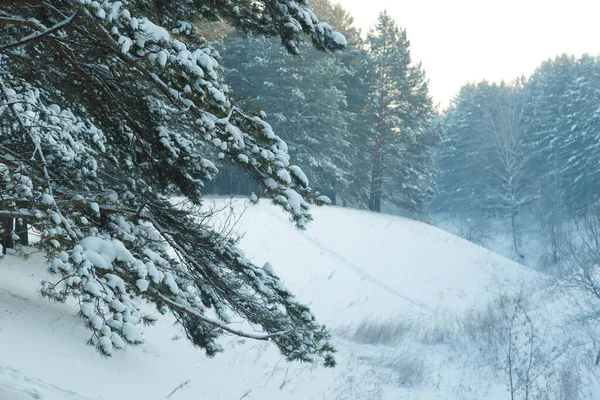 Bosque Coníferas Siberia Invierno Nieve Naturaleza Frío — Foto de Stock