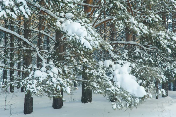 Bosque Coníferas Siberia Invierno Nieve Naturaleza Frío — Foto de Stock