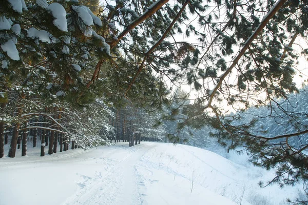 Bosque Coníferas Siberia Invierno Nieve Naturaleza Frío — Foto de Stock