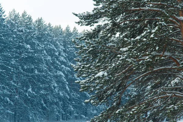 Bosque Coníferas Siberia Invierno Nieve Naturaleza Frío — Foto de Stock