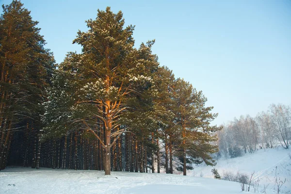 Bosque Coníferas Siberia Invierno Nieve Naturaleza Frío — Foto de Stock