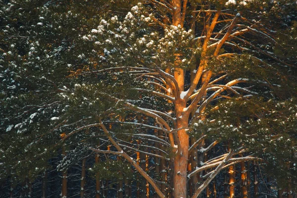 Forêt Conifères Sibérie Hiver Neige Nature Froid — Photo