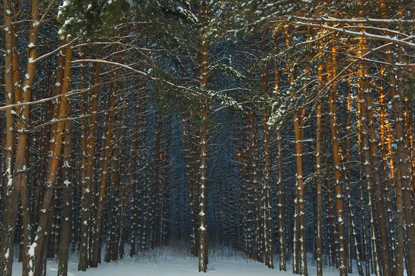 Forêt Conifères Sibérie Hiver Neige Nature Froid Texture — Photo