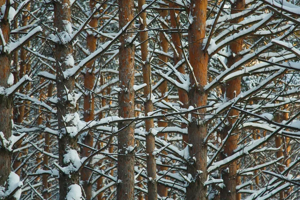 Forêt Conifères Sibérie Hiver Neige Nature Froid Texture — Photo