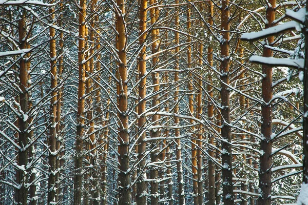 Bosque Coníferas Siberia Invierno Nieve Naturaleza Frío Textura — Foto de Stock