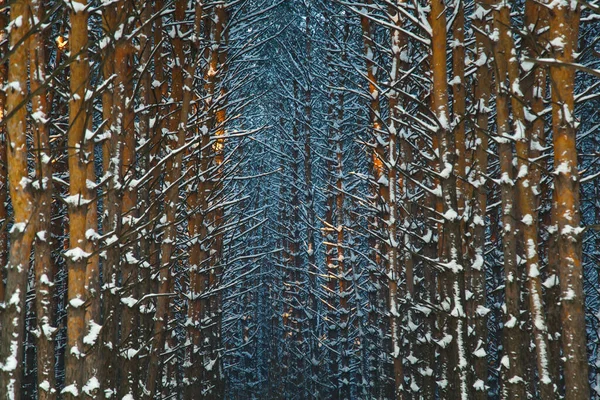 Forêt Conifères Sibérie Hiver Neige Nature Froid Texture — Photo