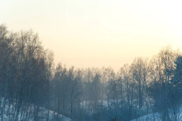 Forêt Sibérie Hiver Neige Nature Froid Coucher Soleil — Photo