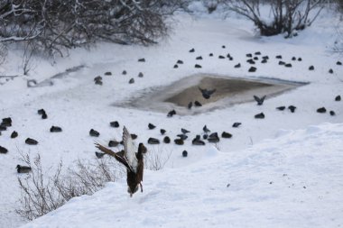 Beyaz karda gri ördekler. kış