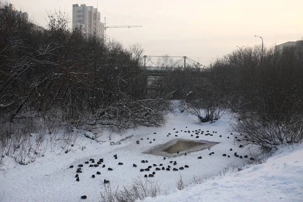 Anatre Grigie Sulla Neve Bianca Inverno — Foto Stock