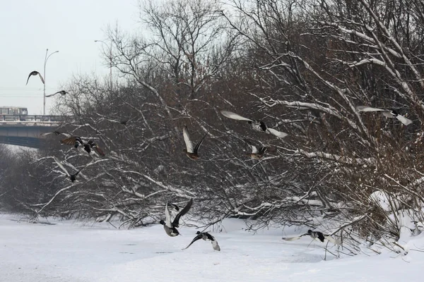 Patos Grises Sobre Nieve Blanca Invierno — Foto de Stock