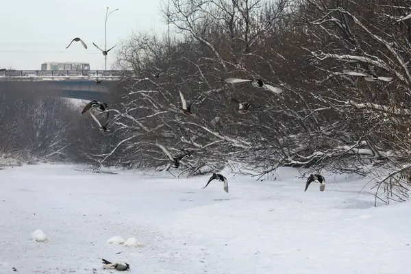 Patos Grises Sobre Nieve Blanca Invierno — Foto de Stock