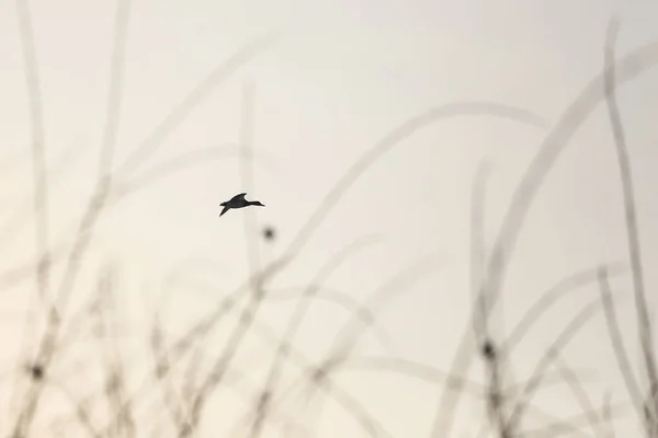 Graue Enten Auf Weißem Schnee Winter — Stockfoto
